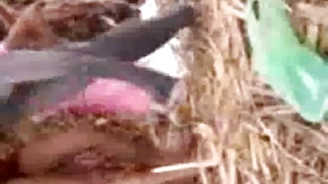 એક અજાણી વ્યક્તિ fucks એક રશિયન વિદ્યાર્થી અને સેકસી બીપી વીડીયો સેકસી પૂછે બતાવવા માટે તેમના ચહેરા
